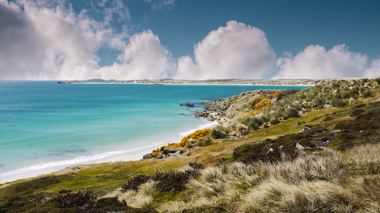 the shoreline of the falklands