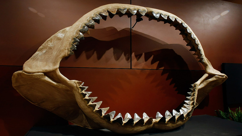 Fossilized carcharocles megalodon shark jaws