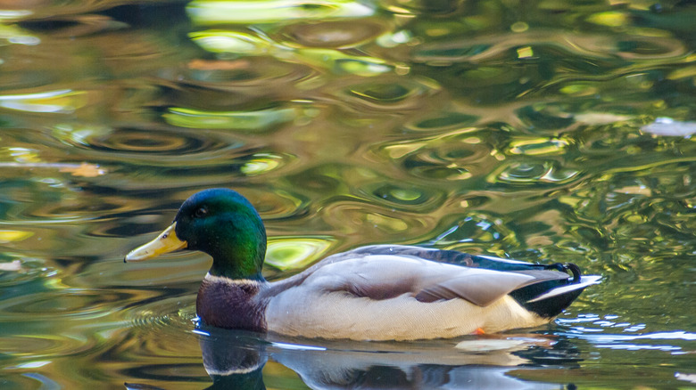 Duck in water