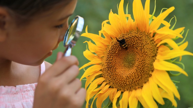 Person inspecting bee on sunflower