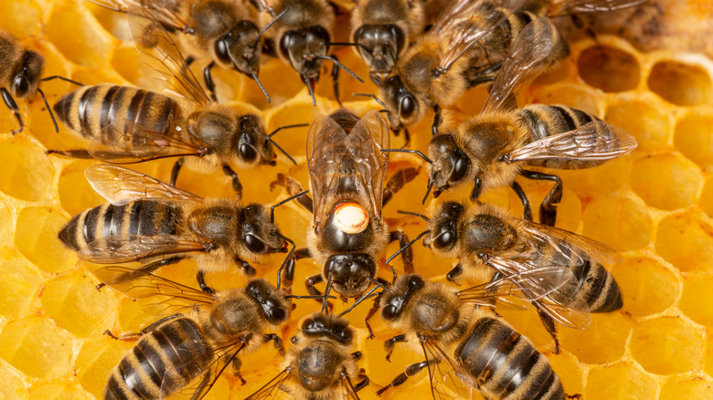 Group of bees together