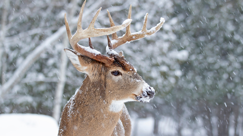 Deer in snow