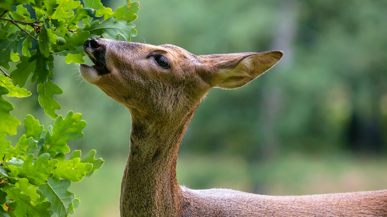 Where Do Deer Sleep In The Winter?