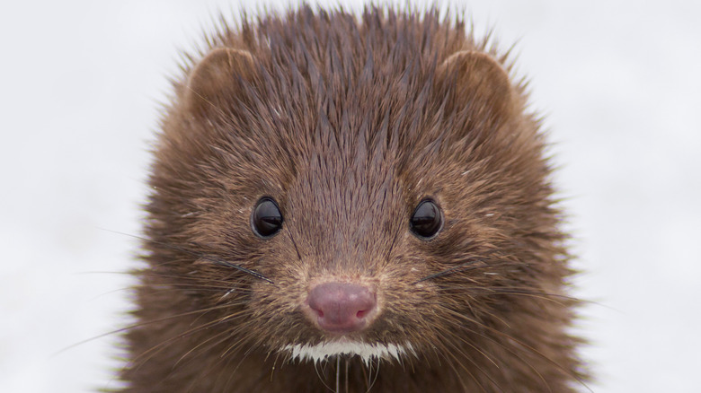 A mink