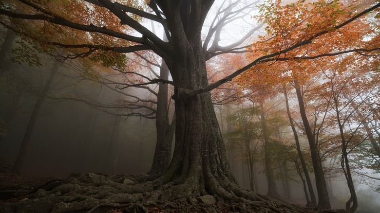 Creepy trees