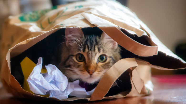 Cat peeking out of a bag