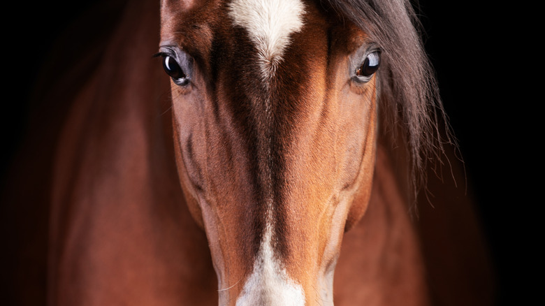 Close-up of a horse face