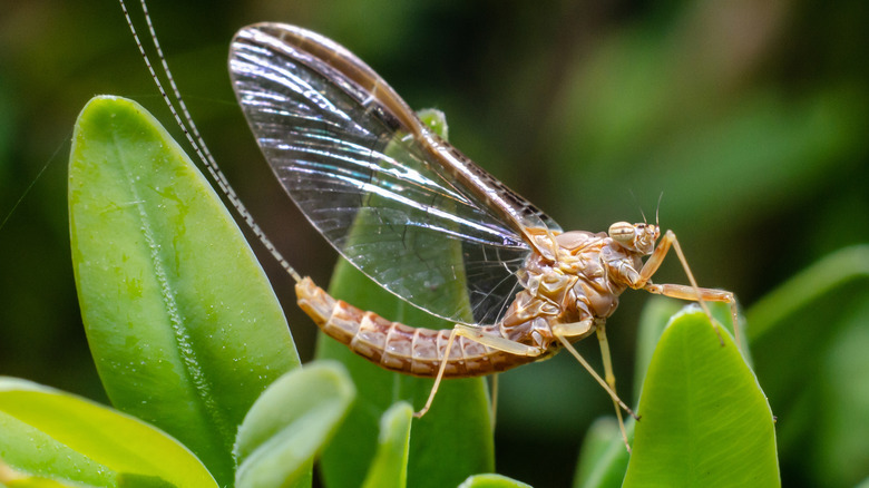 Mayfly on a leaf