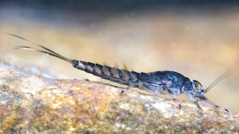 Mayfly nymph underwater