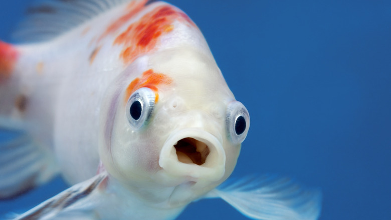 Fish in an aquarium