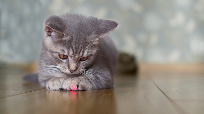 cat and a laser pointer dot