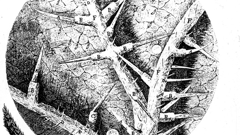 An illustration from « Micrographia »