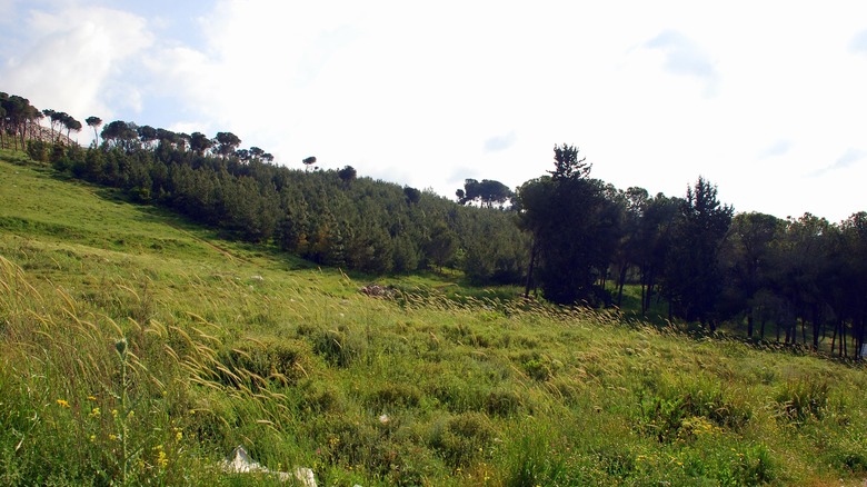 Nazarene green field