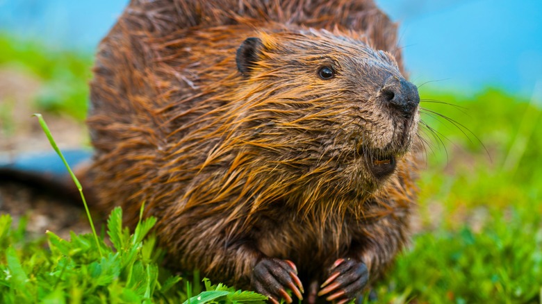 A beaver looks up from eating