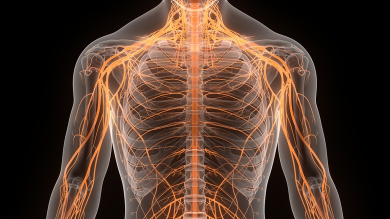 3D illustration of human nervous system