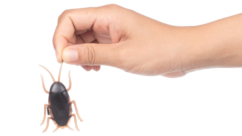 Hand holding a toy cockroach