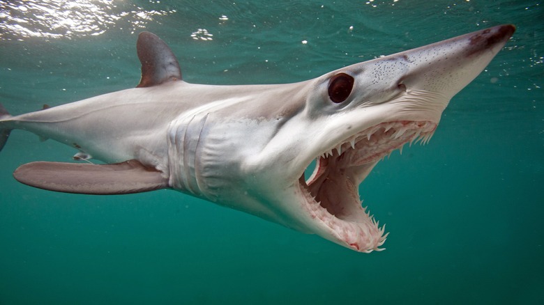 mako shark swimming