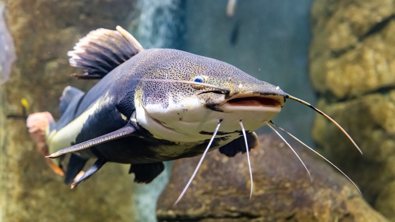 Catfish swimming