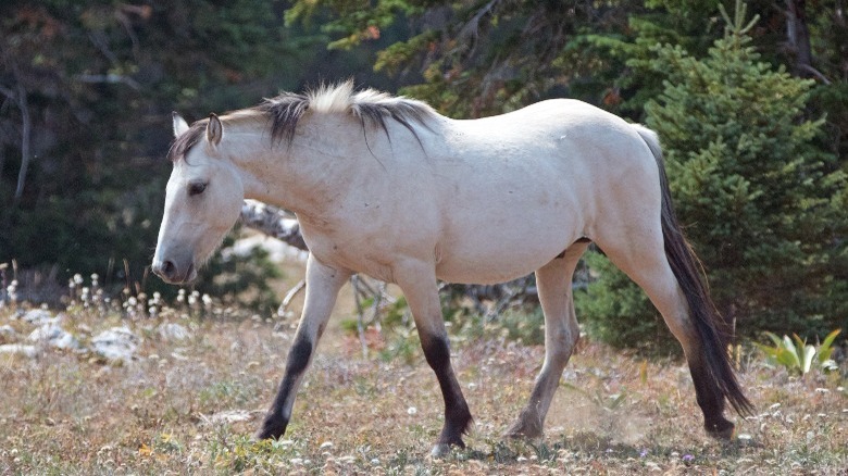 White horse walking