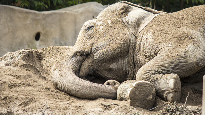 Asian elephant sleeping