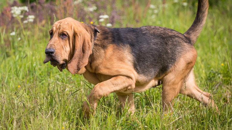A bloodhound