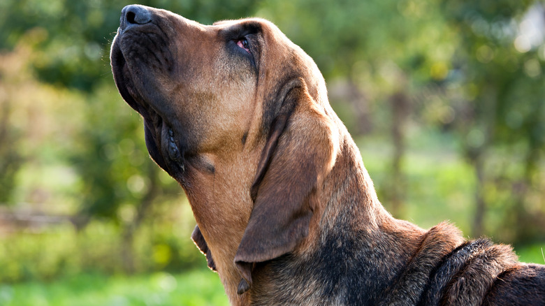 A bloodhound's sniffing