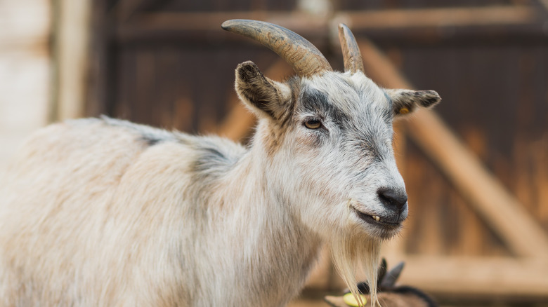 White goat in a zoo