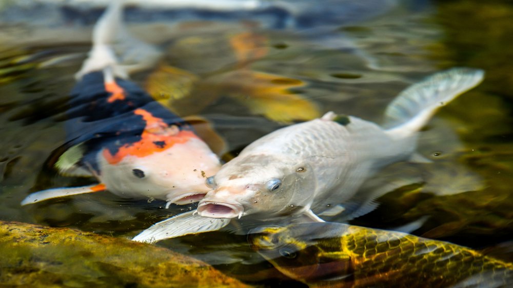 Koi