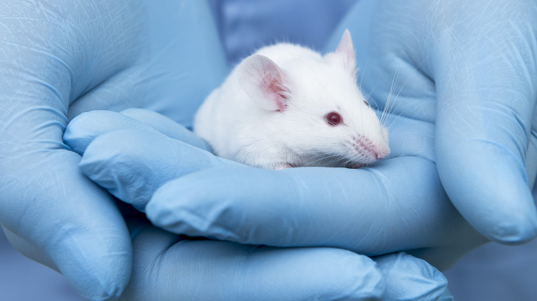 Scientist holding mouse