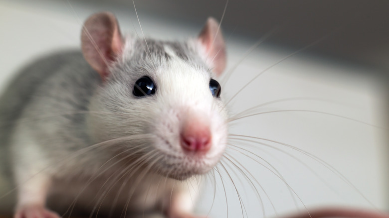A rat