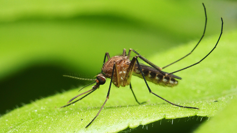 Mosquito 