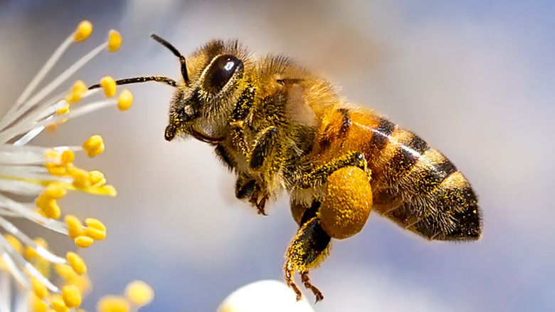 bee covered in pollen