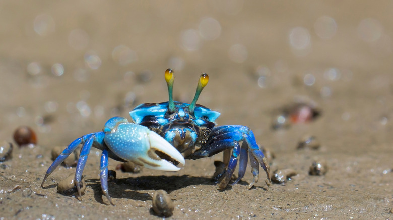 Blue crab photo