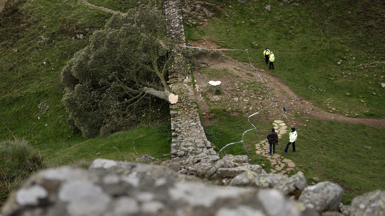 Robin Hood Tree felled with police