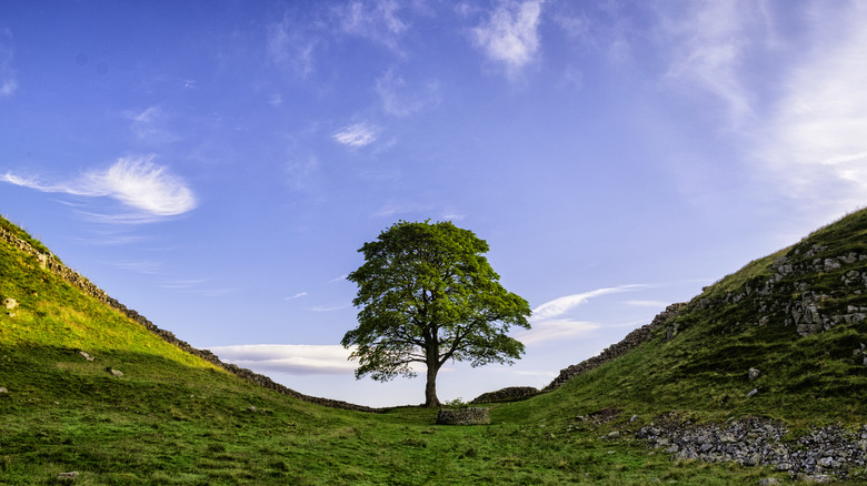 Robin Hood Tree as Sycamore Gap