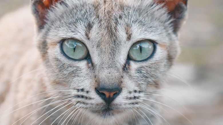 gray cat face with green eyes