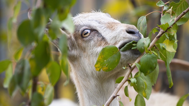 goat eating leaves off a branch