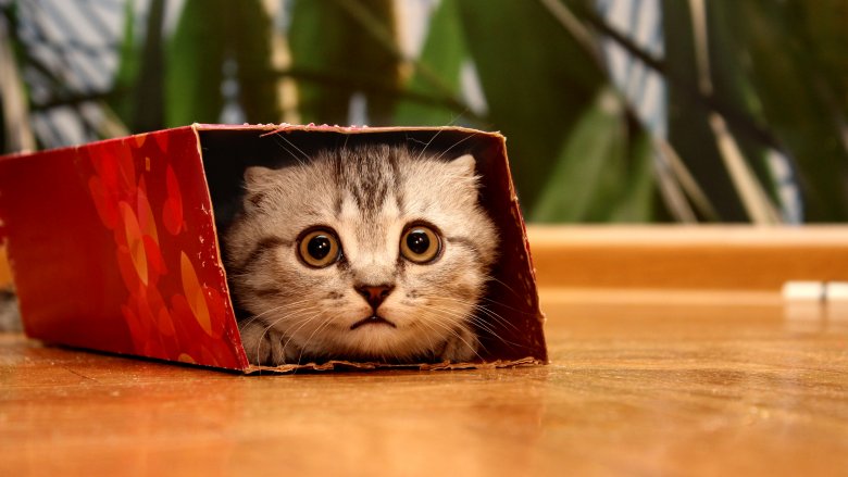 cat in box