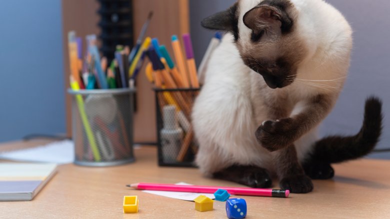 cat playing
