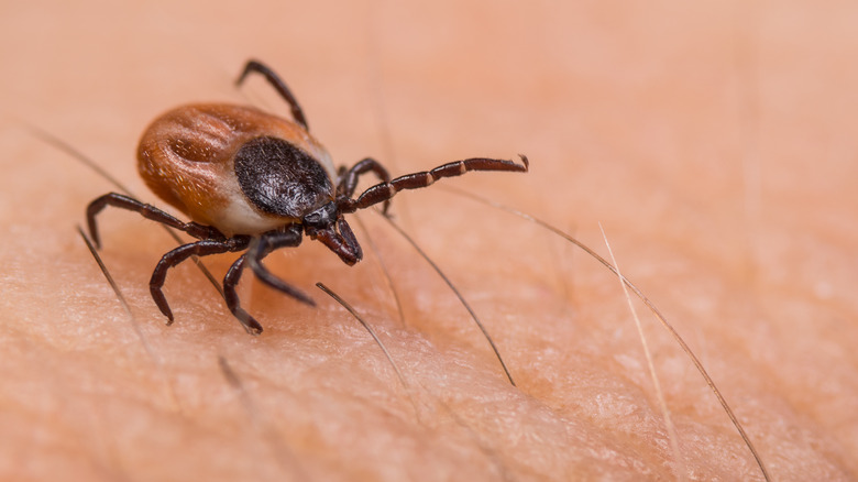 Tick on human skin