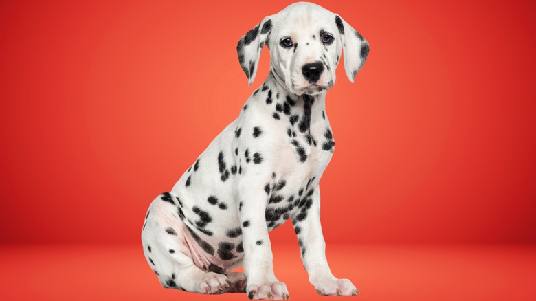 A dalmatian puppy