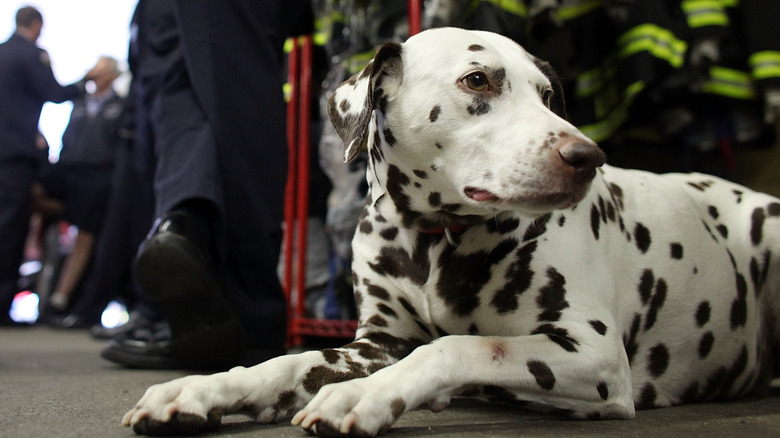 An nypd firefighting dalmatian