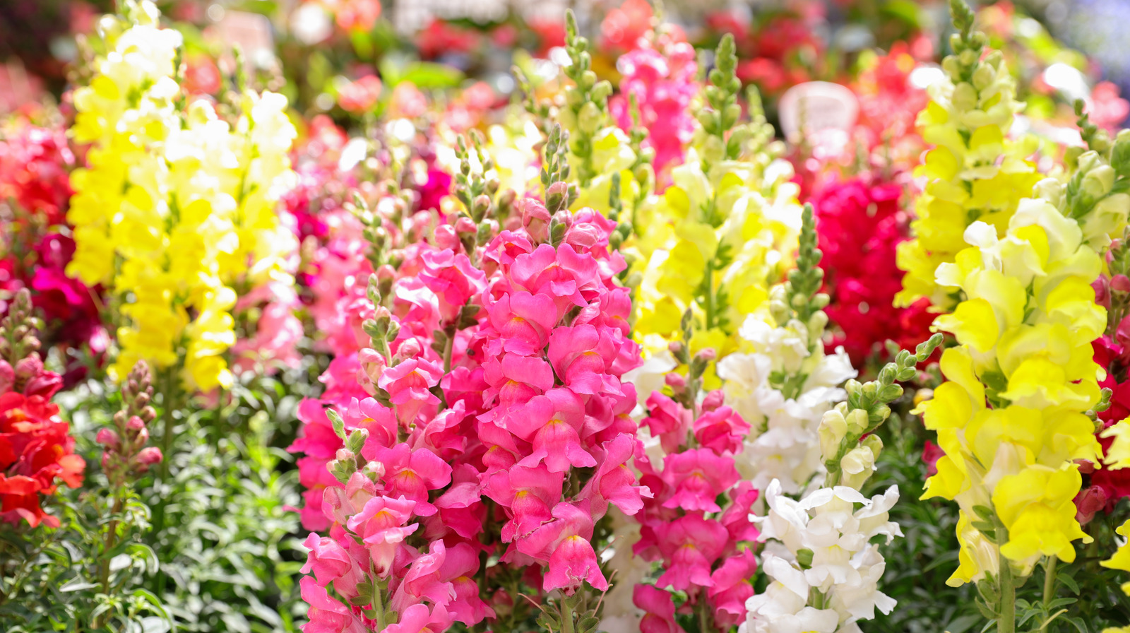 Why Dead Snapdragon Flowers Would Make A Perfect Halloween Decoration