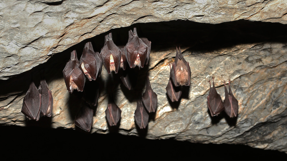A photograph of a dozen bats sleeping upside down from the ceiling of a cave