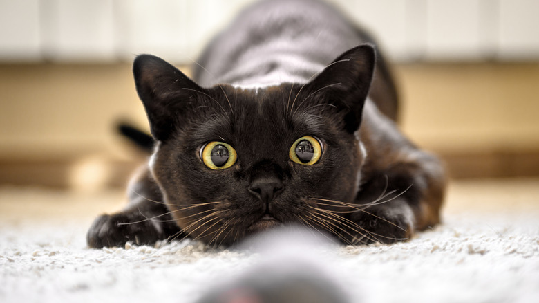 Cat transfixed by toy mouse on carpet