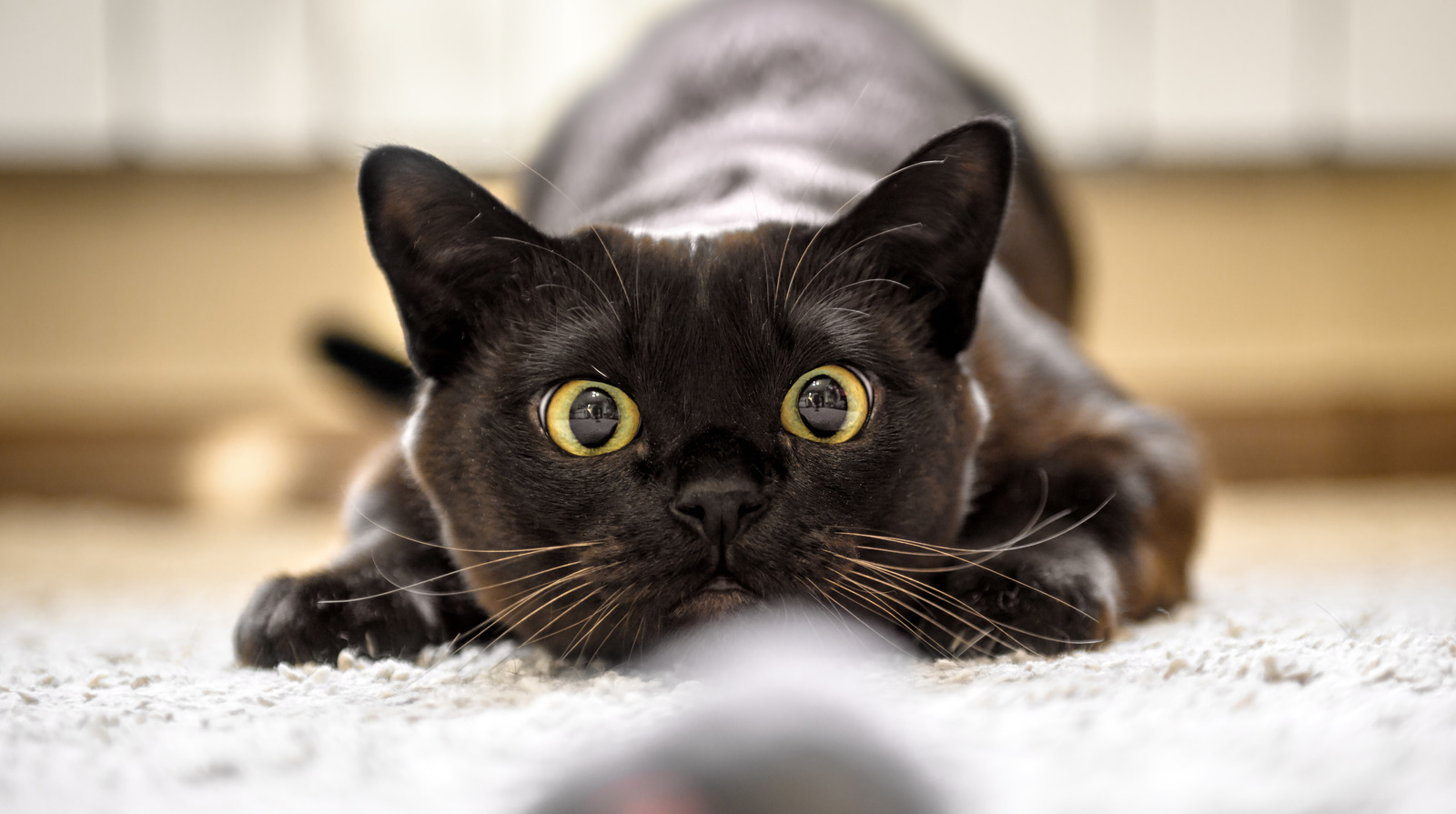 Why Do Cats Bring Dead Animals To Their Owners? Why Do Cats Bring Dead Animals To Their Owners?