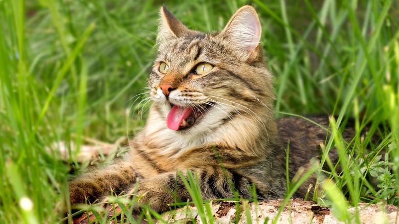 Cat laying in grass