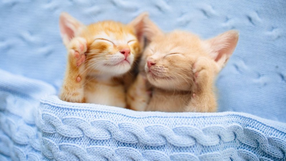 Snuggling kittens