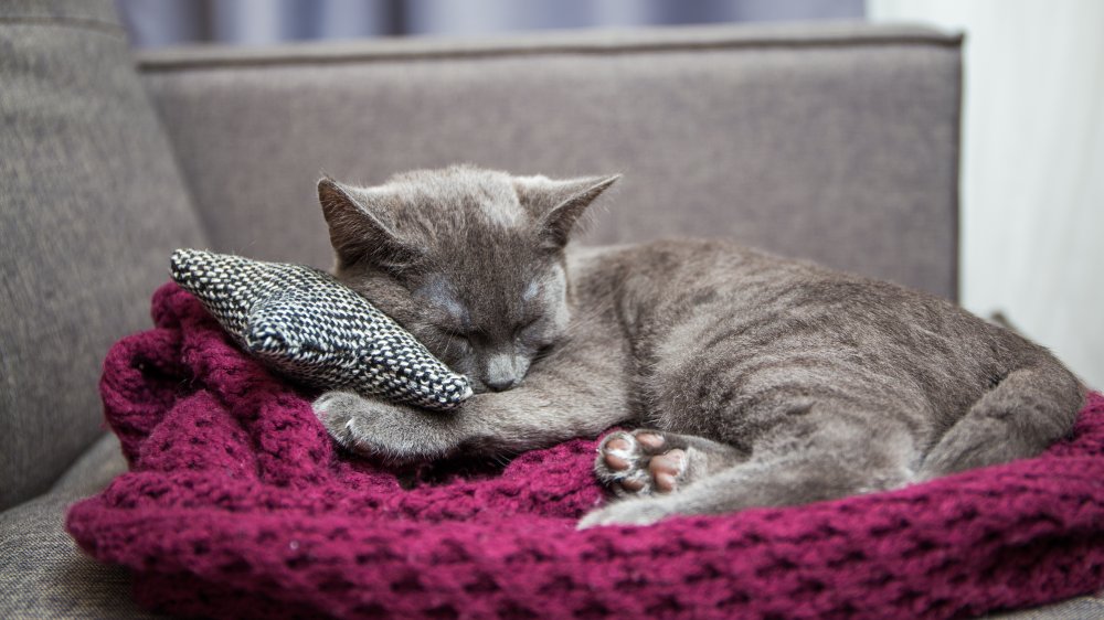 Why Do Cats Knead?