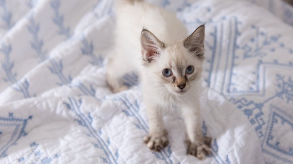 Kneading cat